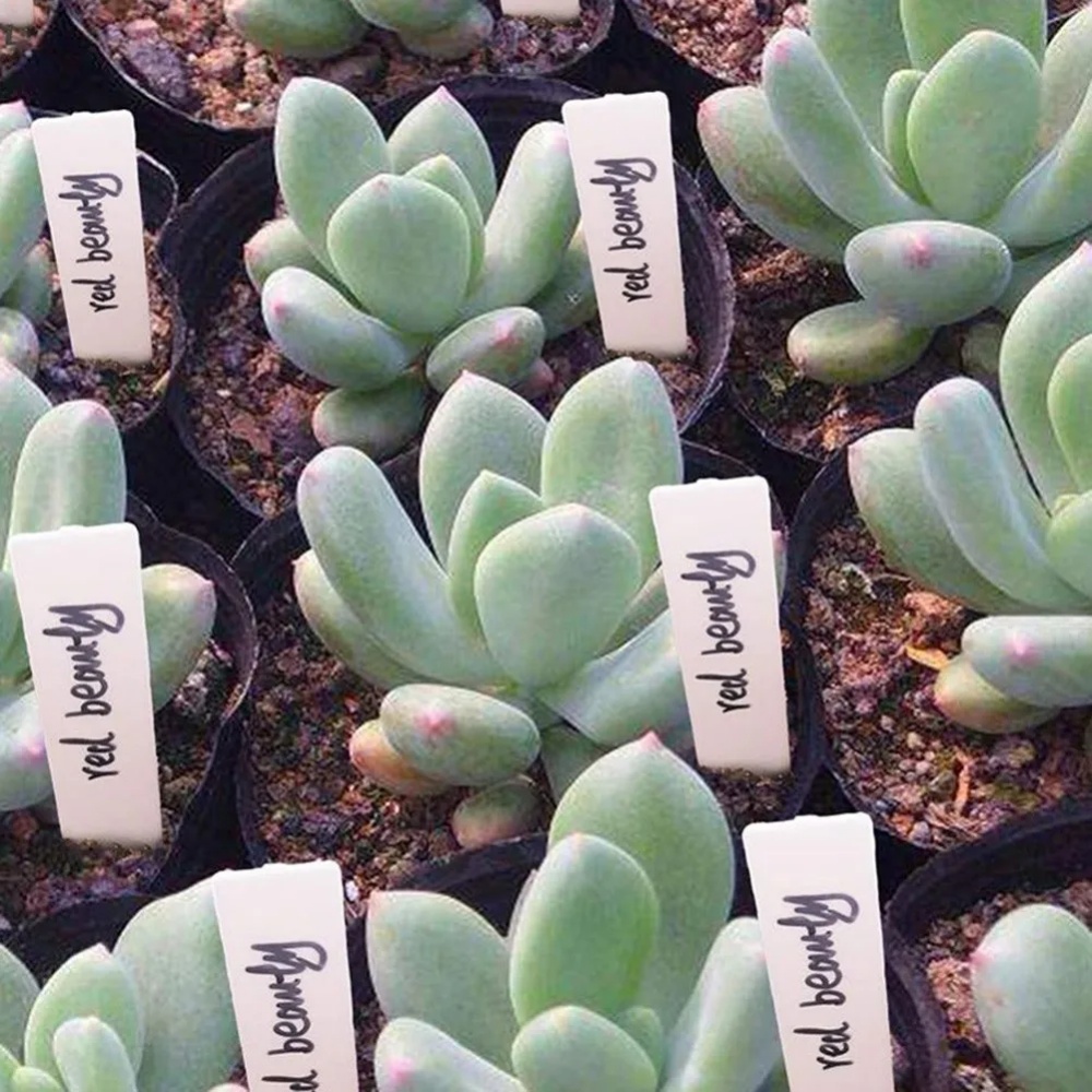 100PCS Garden Plant Labels Pla - Gardening Tools Labeled recension och pris